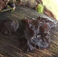 Attēlu rezultāti vaicājumam “Exidia glandulosa”