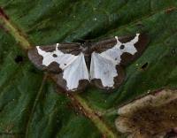 Attēlu rezultāti vaicājumam “Lomaspilis marginata”