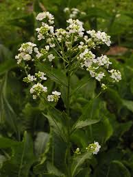 Attēlu rezultāti vaicājumam “Armoracia rusticana flower”