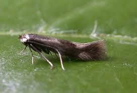 Attēlu rezultāti vaicājumam “Bucculatrix rhamniella”