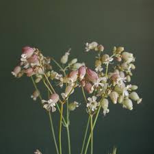 Attēlu rezultāti vaicājumam “Silene vulgaris bud”