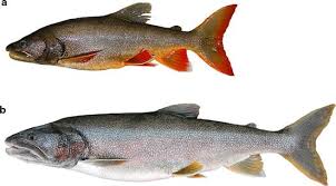 Image result for Salvelinus namaycush