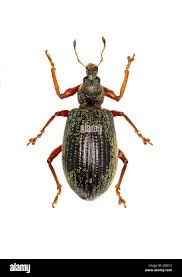 Attēlu rezultāti vaicājumam “Polydrusus mollis”