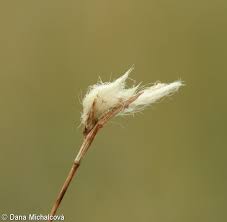 Attēlu rezultāti vaicājumam “Eriophorum gracile fruit”