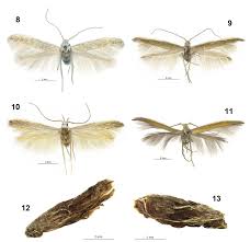 Attēlu rezultāti vaicājumam “Coleophoridae”