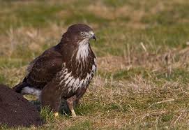 Attēlu rezultāti vaicājumam “Buteo buteo”