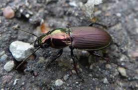 Attēlu rezultāti vaicājumam “Poecilus lepidus”