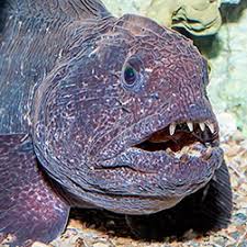 Image result for Anarhichas minor