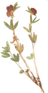 Attēlu rezultāti vaicājumam “Trifolium alpestre”