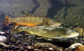 Image result for Salvelinus confluentus