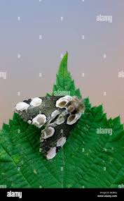 Attēlu rezultāti vaicājumam “Thyatira batis imago”