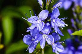 Image result for Veronica teucrium