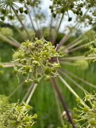 Attēlu rezultāti vaicājumam “Angelica palustris flower”