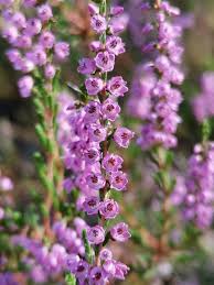 Attēlu rezultāti vaicājumam “Calluna vulgaris flower”