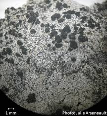 Attēlu rezultāti vaicājumam “Trapeliopsis granulosa”