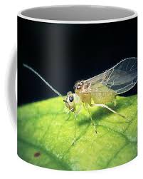 Attēlu rezultāti vaicājumam “Psocoptera”