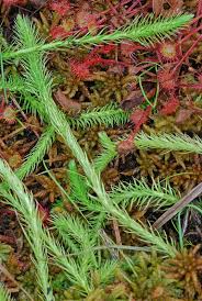 Attēlu rezultāti vaicājumam “Lycogala botrydium”