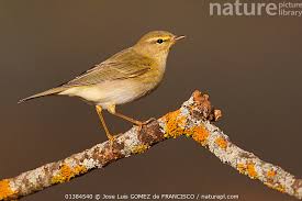 Attēlu rezultāti vaicājumam “Phylloscopus trochilus”