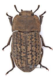 Attēlu rezultāti vaicājumam “Opatrum sabulosum”