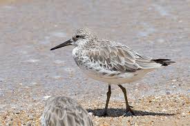 Image result for Calidris tenuirostris