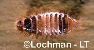 Attēlu rezultāti vaicājumam “Anthrenus sp. larva”