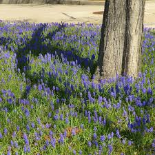 Attēlu rezultāti vaicājumam “Muscari armeniacum flower”