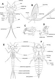 Attēlu rezultāti vaicājumam “Ephemeroptera”