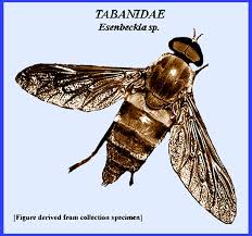 Attēlu rezultāti vaicājumam “Haematopota sp.”