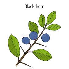 Attēlu rezultāti vaicājumam “Prunus spinosa leaf”