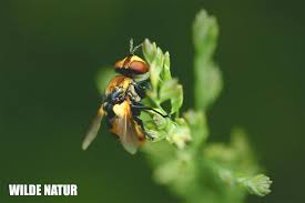 Attēlu rezultāti vaicājumam “Mononychus punctumalbum”