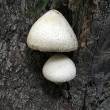 Attēlu rezultāti vaicājumam “Volvariella bombycina”