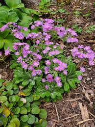 Attēlu rezultāti vaicājumam “Primula farinosa flower”