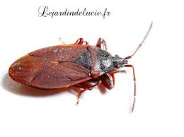 Attēlu rezultāti vaicājumam “Gastrodes grossipes”