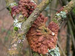 Attēlu rezultāti vaicājumam “Hypocreopsis lichenoides”