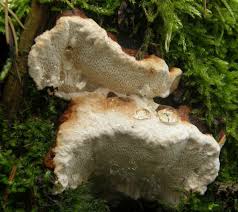 Attēlu rezultāti vaicājumam “Heterobasidion parviporum”