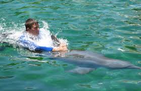 Image result for Adventure Dolphin