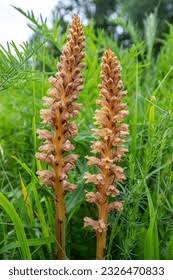 Attēlu rezultāti vaicājumam “Orobanche elatior bud”