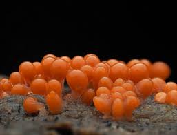 Attēlu rezultāti vaicājumam “Hemitrichia decipiens spores”