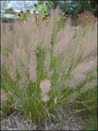 Attēlu rezultāti vaicājumam “Calamagrostis purpurea fruit”