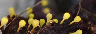 Attēlu rezultāti vaicājumam “Craterium leucocephalum stalked”