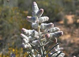 Attēlu rezultāti vaicājumam “Lophozia laxa macro”