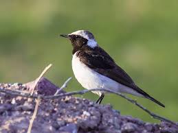 Image result for Oenanthe pleschanka