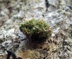 Attēlu rezultāti vaicājumam “Serpoleskea subtilis”