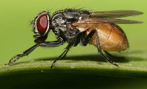 Attēlu rezultāti vaicājumam “Musca domestica”