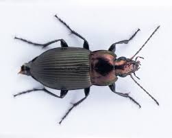 Attēlu rezultāti vaicājumam “Poecilus versicolor”