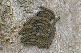 Attēlu rezultāti vaicājumam “Malacosoma neustria”