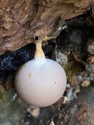 Attēlu rezultāti vaicājumam “Lycogala cf. fossiculatum macro”