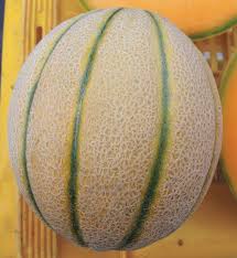 Image result for Melone