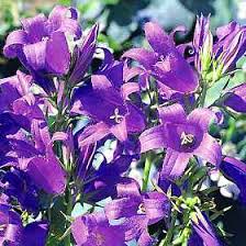 Attēlu rezultāti vaicājumam “Campanula latifolia flower”