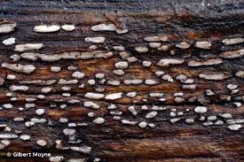 Attēlu rezultāti vaicājumam “Propolis farinosa”